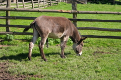 Killikus&reg; Fotographie